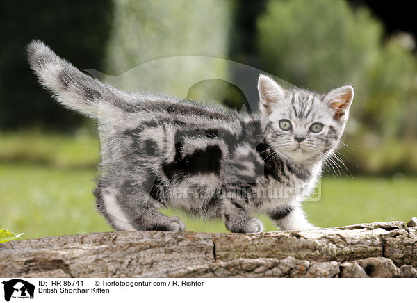 Britisch Kurzhaar Ktzchen / British Shorthair Kitten / RR-85741