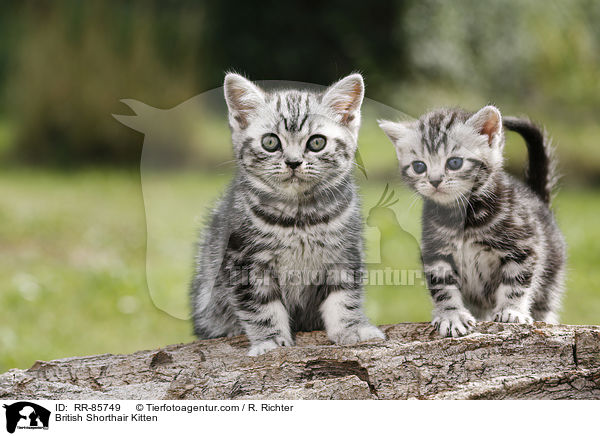 Britisch Kurzhaar Ktzchen / British Shorthair Kitten / RR-85749