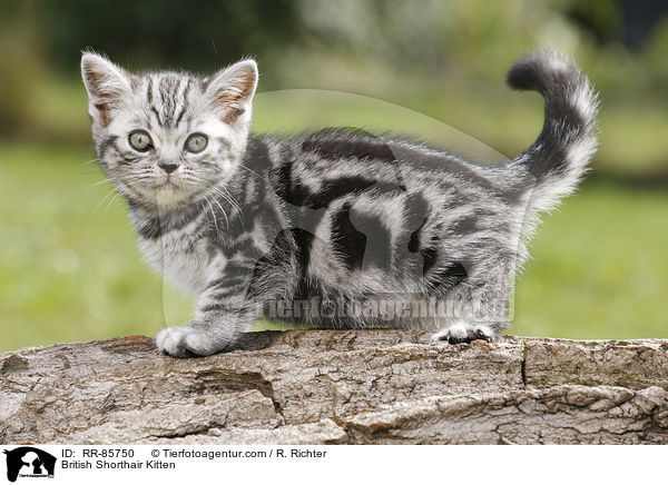 Britisch Kurzhaar Ktzchen / British Shorthair Kitten / RR-85750