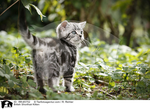 Britisch Kurzhaar Ktzchen / British Shorthair Kitten / RR-85752