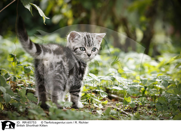 Britisch Kurzhaar Ktzchen / British Shorthair Kitten / RR-85753
