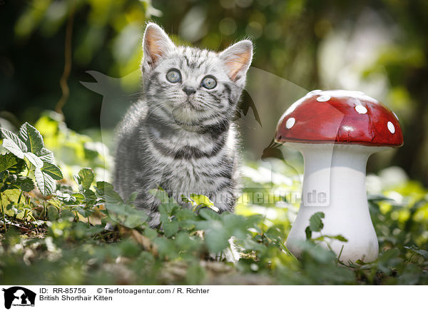 Britisch Kurzhaar Ktzchen / British Shorthair Kitten / RR-85756