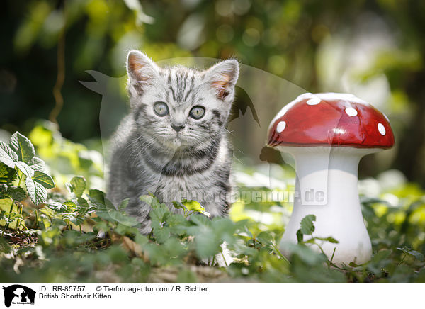 Britisch Kurzhaar Ktzchen / British Shorthair Kitten / RR-85757