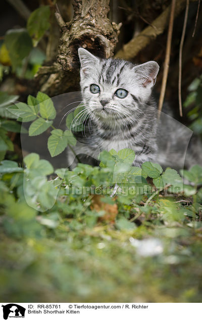 Britisch Kurzhaar Ktzchen / British Shorthair Kitten / RR-85761