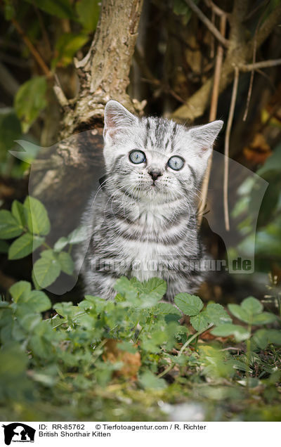 Britisch Kurzhaar Ktzchen / British Shorthair Kitten / RR-85762