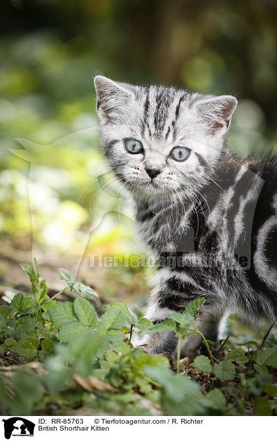 Britisch Kurzhaar Ktzchen / British Shorthair Kitten / RR-85763