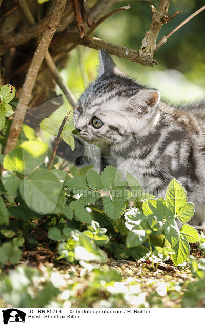 Britisch Kurzhaar Ktzchen / British Shorthair Kitten / RR-85764