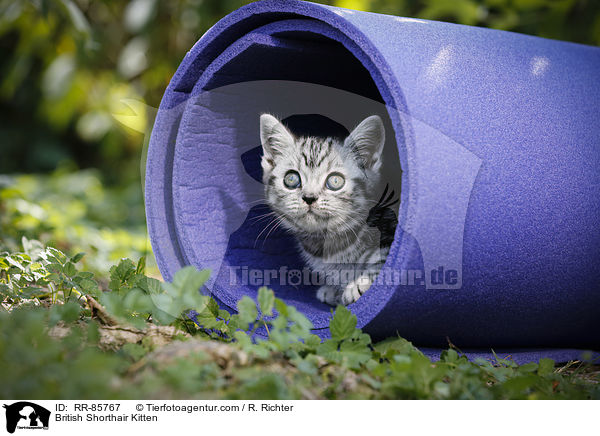 Britisch Kurzhaar Ktzchen / British Shorthair Kitten / RR-85767