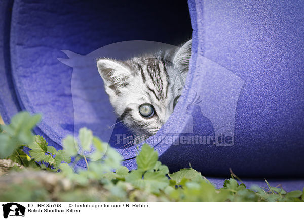 Britisch Kurzhaar Ktzchen / British Shorthair Kitten / RR-85768