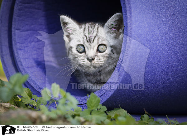 Britisch Kurzhaar Ktzchen / British Shorthair Kitten / RR-85770