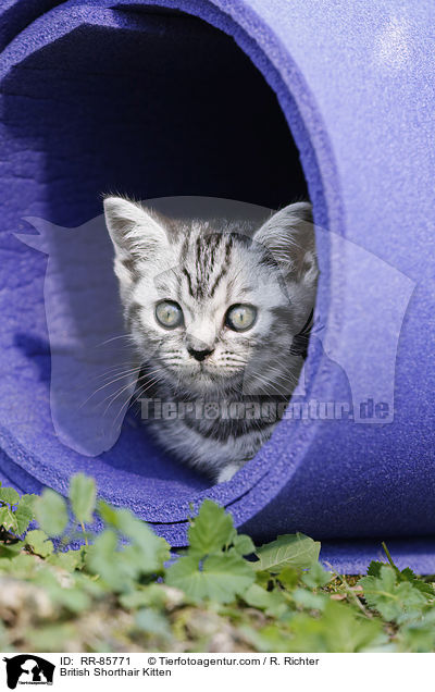 Britisch Kurzhaar Ktzchen / British Shorthair Kitten / RR-85771
