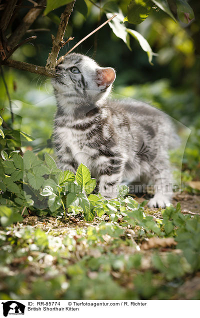 Britisch Kurzhaar Ktzchen / British Shorthair Kitten / RR-85774