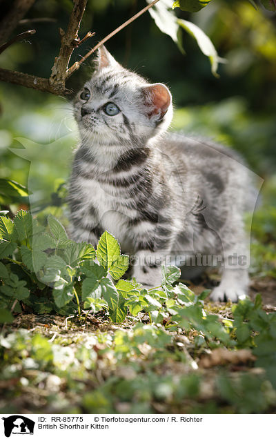 Britisch Kurzhaar Ktzchen / British Shorthair Kitten / RR-85775
