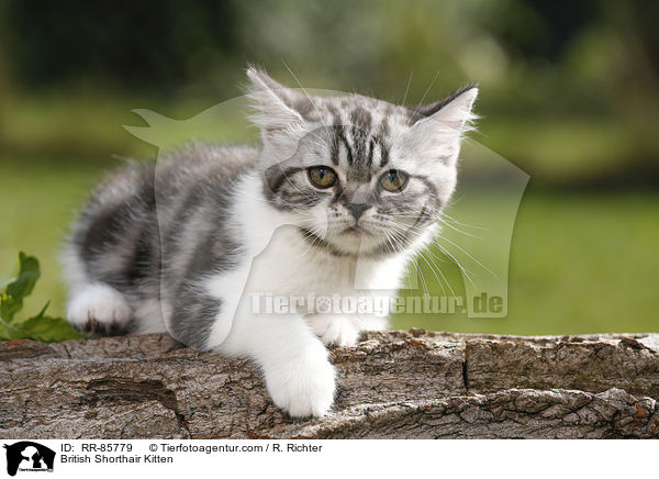 Britisch Kurzhaar Ktzchen / British Shorthair Kitten / RR-85779