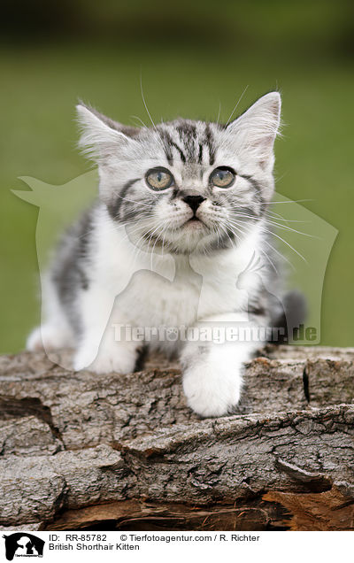 Britisch Kurzhaar Ktzchen / British Shorthair Kitten / RR-85782