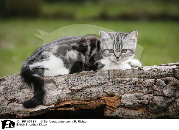 Britisch Kurzhaar Ktzchen / British Shorthair Kitten / RR-85783