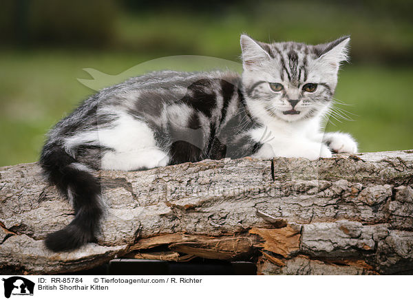 Britisch Kurzhaar Ktzchen / British Shorthair Kitten / RR-85784