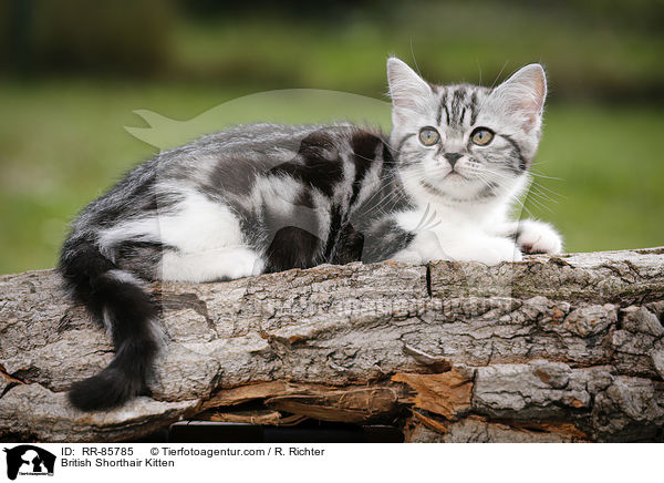 Britisch Kurzhaar Ktzchen / British Shorthair Kitten / RR-85785