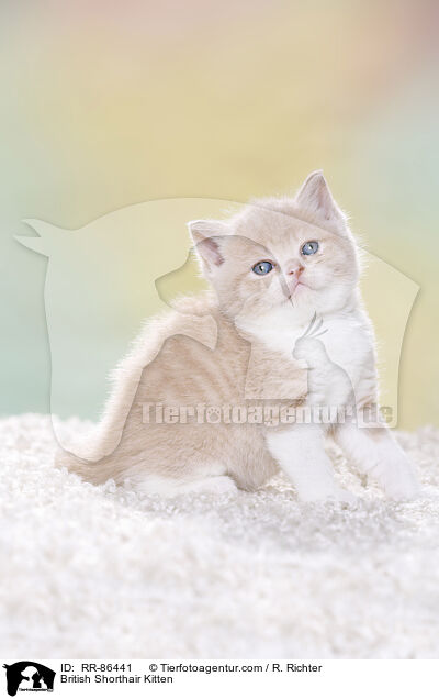 Britisch Kurzhaar Ktzchen / British Shorthair Kitten / RR-86441