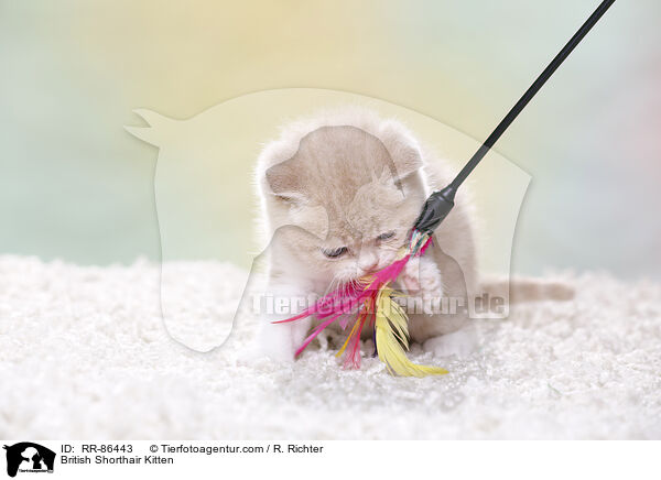 Britisch Kurzhaar Ktzchen / British Shorthair Kitten / RR-86443