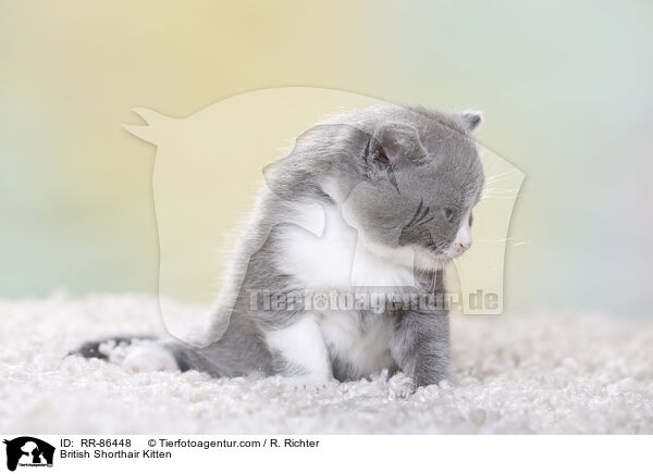 Britisch Kurzhaar Ktzchen / British Shorthair Kitten / RR-86448