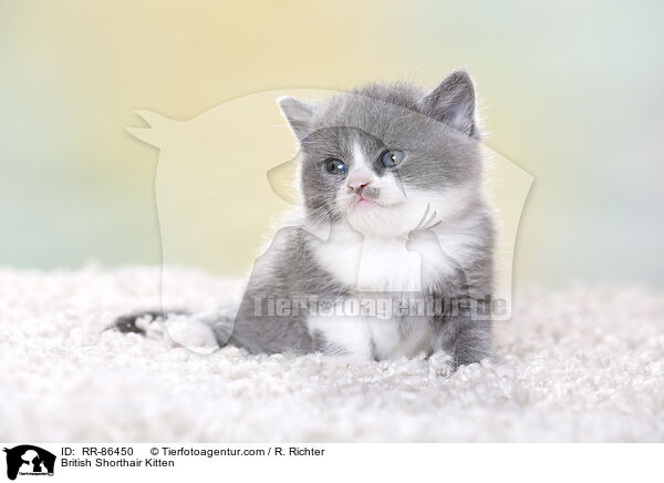 Britisch Kurzhaar Ktzchen / British Shorthair Kitten / RR-86450