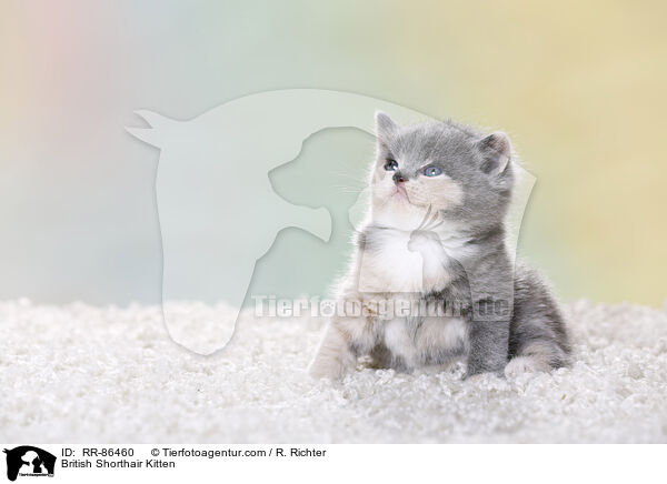 Britisch Kurzhaar K�tzchen / British Shorthair Kitten / RR-86460