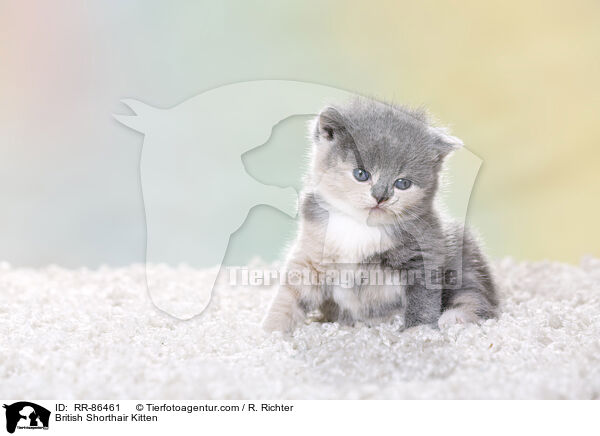 Britisch Kurzhaar Ktzchen / British Shorthair Kitten / RR-86461