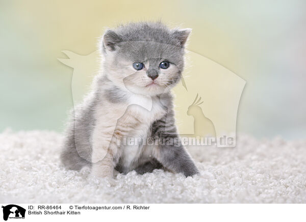 Britisch Kurzhaar Ktzchen / British Shorthair Kitten / RR-86464