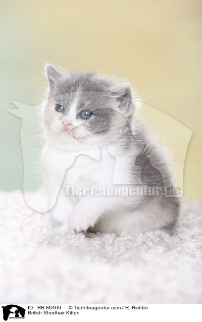 Britisch Kurzhaar Ktzchen / British Shorthair Kitten / RR-86469