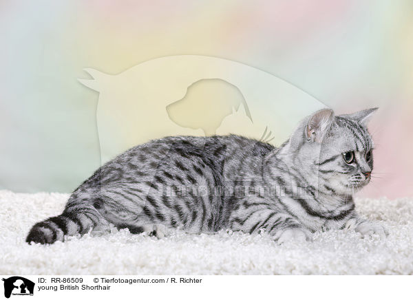 junge Britisch Kurzhaar / young British Shorthair / RR-86509