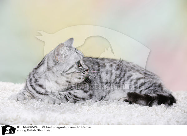 junge Britisch Kurzhaar / young British Shorthair / RR-86524