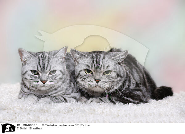 2 Britisch Kurzhaar / 2 British Shorthair / RR-86535