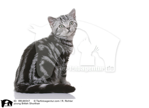 junge Britisch Kurzhaar / young British Shorthair / RR-86547
