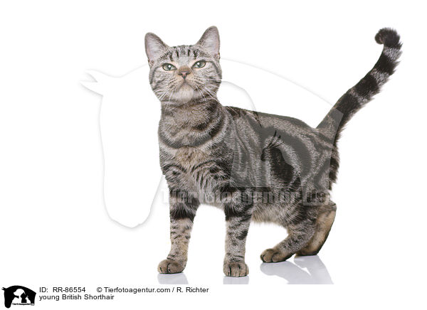 junge Britisch Kurzhaar / young British Shorthair / RR-86554