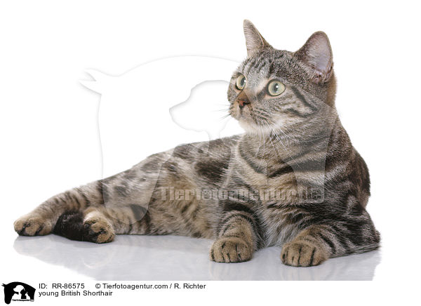 junge Britisch Kurzhaar / young British Shorthair / RR-86575