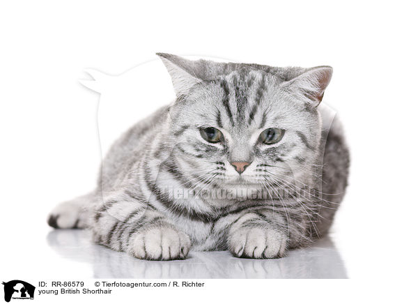 junge Britisch Kurzhaar / young British Shorthair / RR-86579
