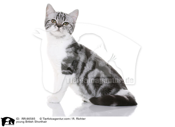 junge Britisch Kurzhaar / young British Shorthair / RR-86585