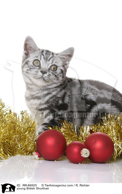 junge Britisch Kurzhaar / young British Shorthair / RR-86605