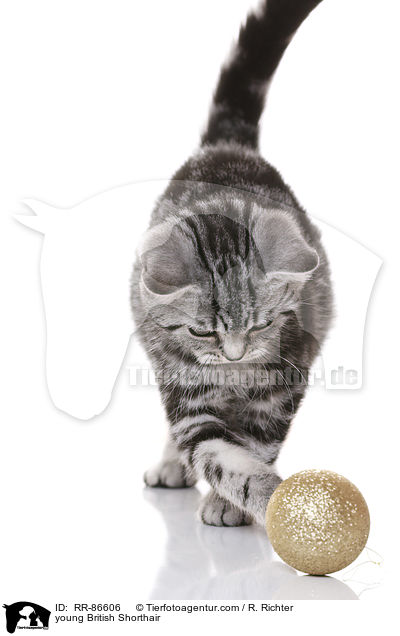 junge Britisch Kurzhaar / young British Shorthair / RR-86606
