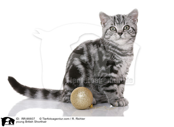 junge Britisch Kurzhaar / young British Shorthair / RR-86607