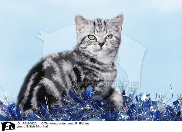 junge Britisch Kurzhaar / young British Shorthair / RR-86620