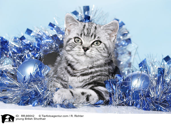 junge Britisch Kurzhaar / young British Shorthair / RR-86642
