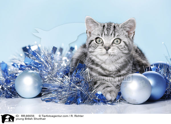 junge Britisch Kurzhaar / young British Shorthair / RR-86656