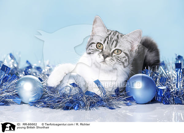 junge Britisch Kurzhaar / young British Shorthair / RR-86662