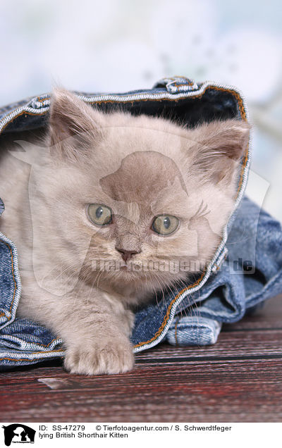 liegendes Britisch Kurzhaar Ktzchen / lying British Shorthair Kitten / SS-47279