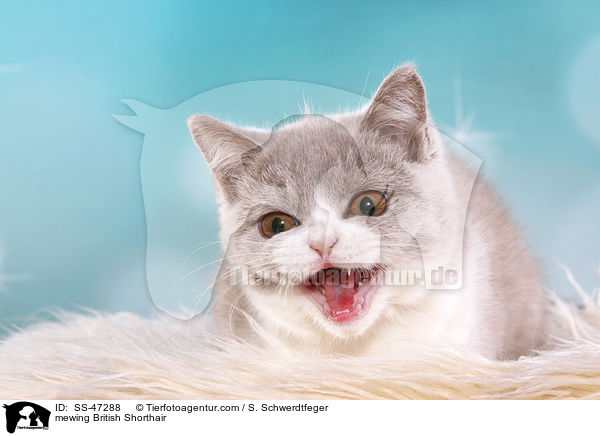 Britisch Kurzhaar miaut / mewing British Shorthair / SS-47288