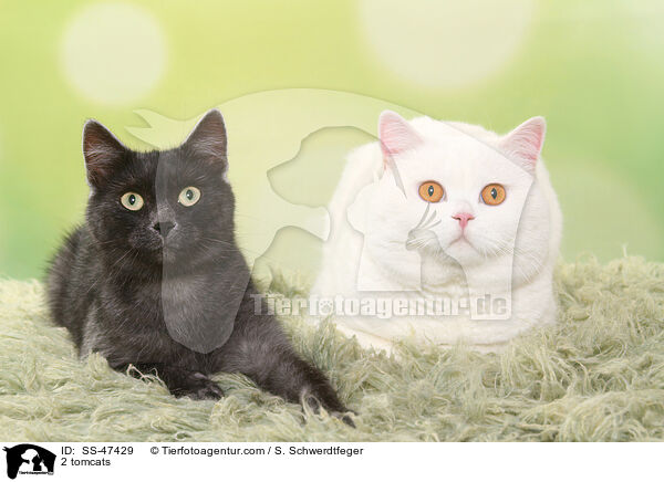 2 Katzer / 2 tomcats / SS-47429