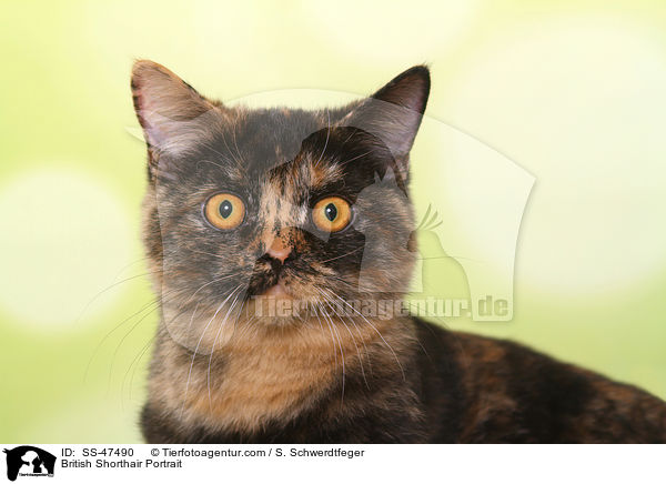 Britisch Kurzhaar Portrait / British Shorthair Portrait / SS-47490