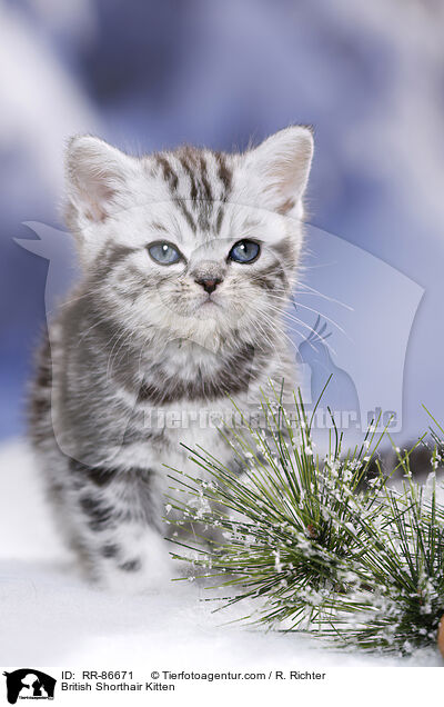 Britisch Kurzhaar Ktzchen / British Shorthair Kitten / RR-86671